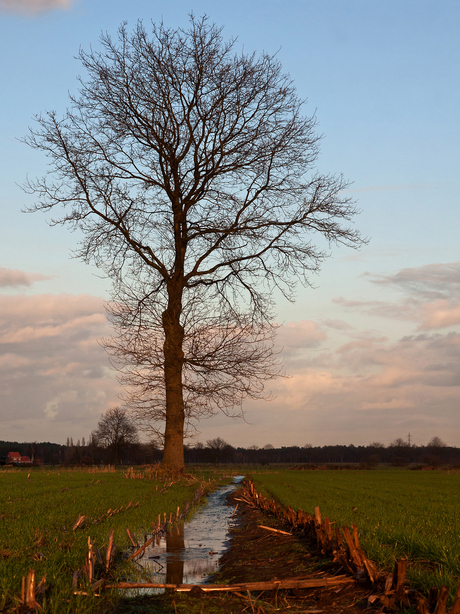 Boom in het avondlicht