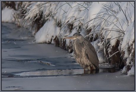 Blauwe Reiger