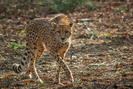 Cheetah