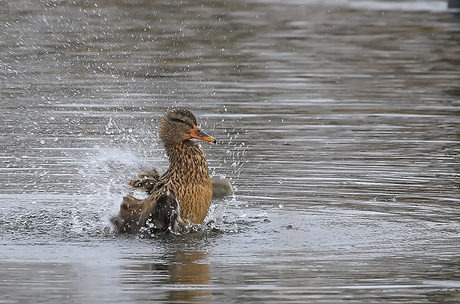 Brrr... koud water!!!