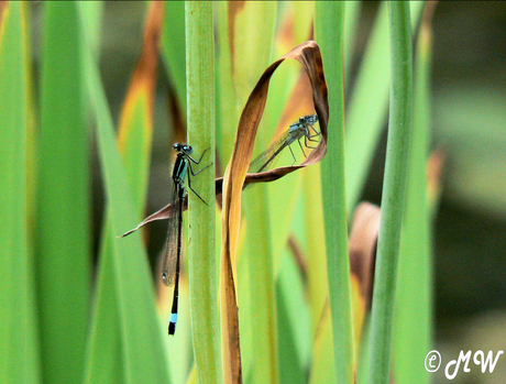 Libelle