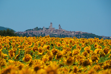 Zonnebloemen voor San Gimignano