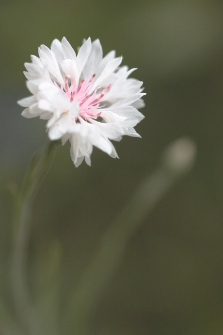 Cornflower