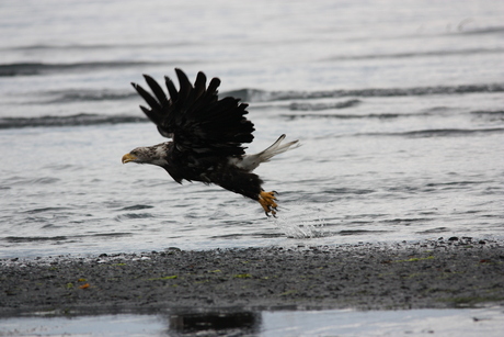 Jonge Bald Eagle