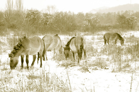 Konikpaarden in de sneeuw