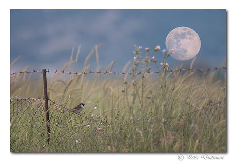 Enjoying full moon