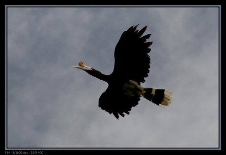 Rhino hornbill