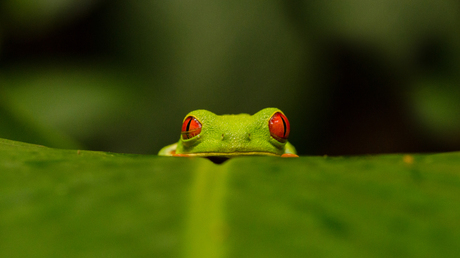 Red Eye Frog