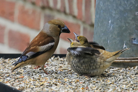 Appelvink met jong op de voederplank