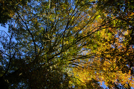 Herfstzonnetje door het bladerdak