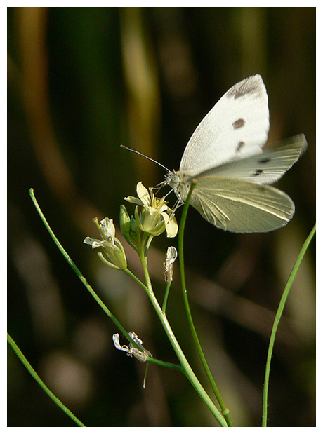 Pieris Rapae