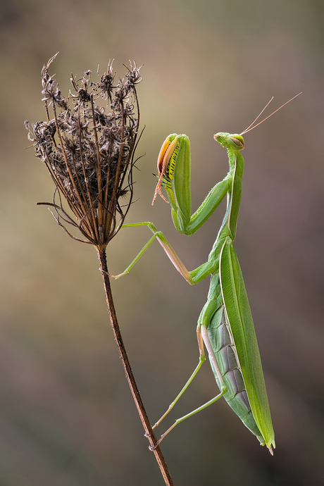 Herfst-Mantis