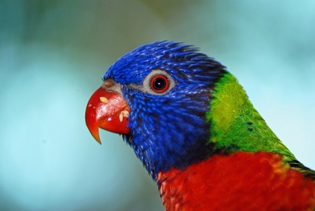 close up parrot