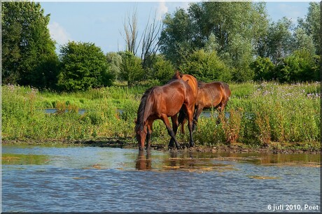 3 paarden