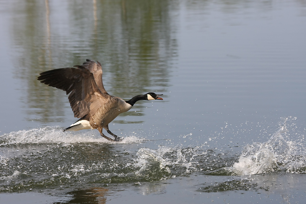 Opzij...opzij...opzij !!! - - - foto door diethe op 12-04-2009 - deze foto bevat: natuur, dieren, landschap, gans, eend, watervogel, landing, canadees, diethe