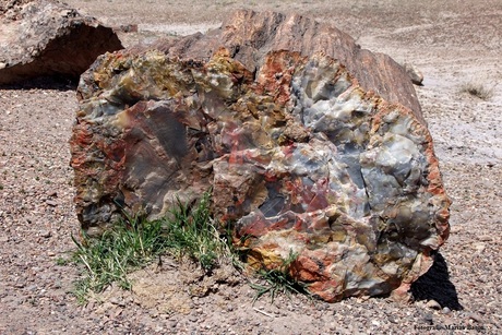 Petrified wood