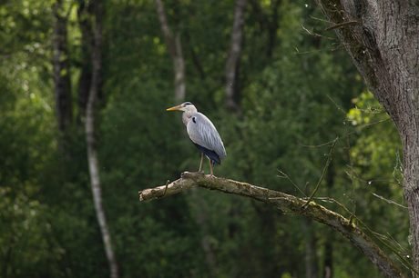 blauwe reiger