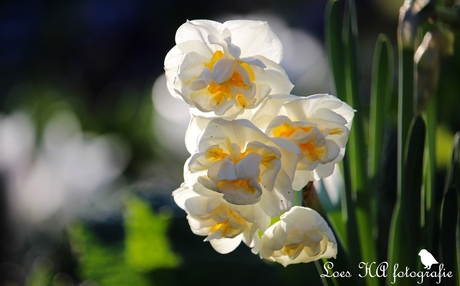 Narcissen
