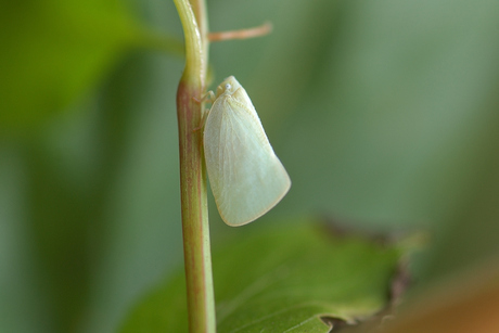 Witte ladcicade