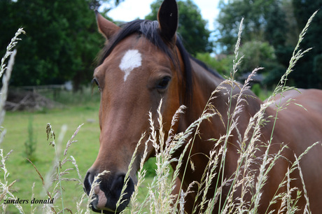 paard