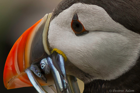 Puffin close