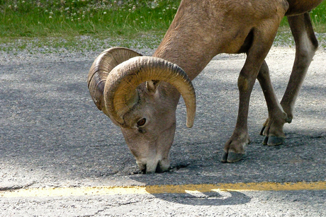 Bighorn sheep