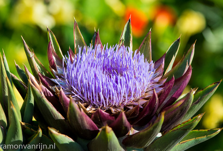 Botanische Tuinen Utrecht-276-bewerkt.jpg