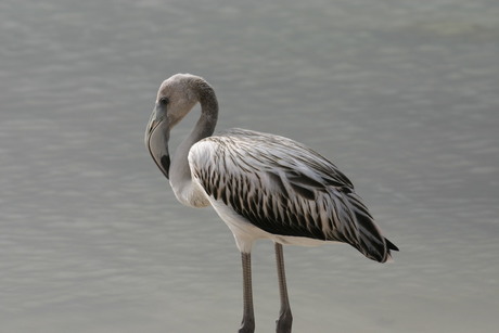 Flamingo Baby Beach Aruba