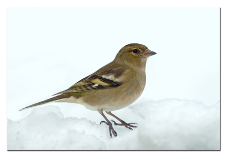 Vinke Dame in de sneeuw