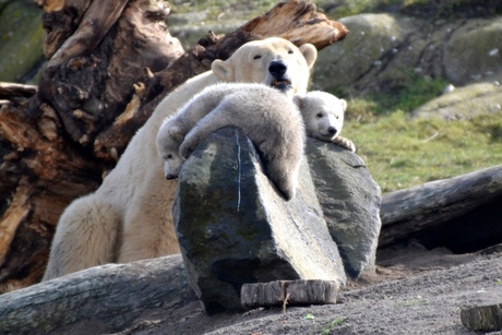 De tweeling in diergaarde Blijdorp