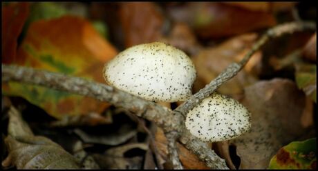 Paddestoelen