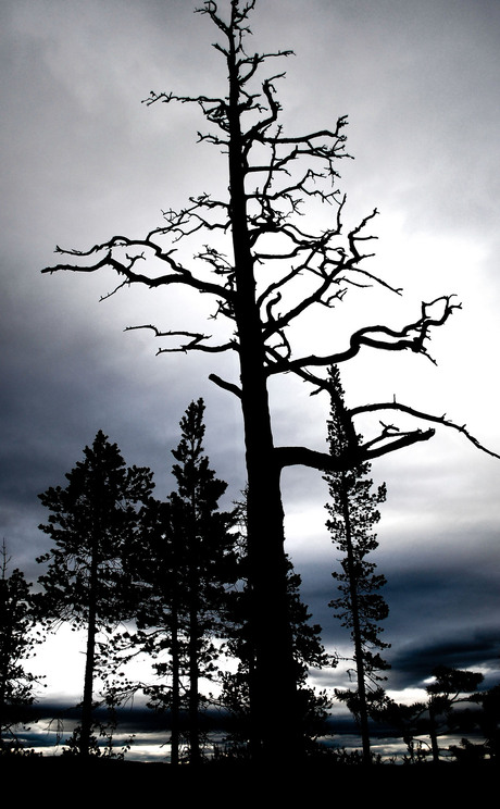 Mountaintop Tree