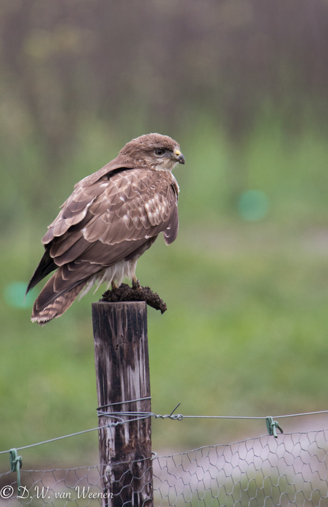 Buizerd met modderpoten