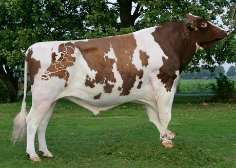 Nederlandse stier