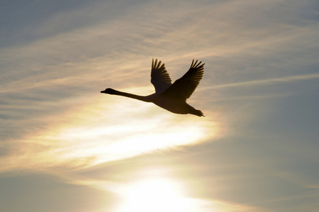 Vliegen kan zo mooi zijn!