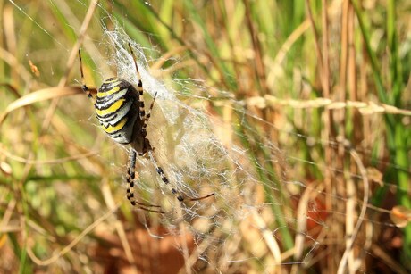 Argiope Bruennichi