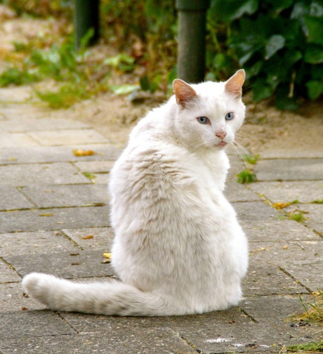 Witte kat