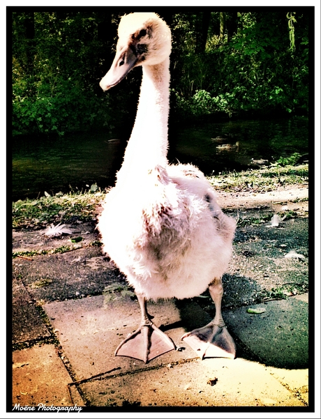 Little Baby Swan