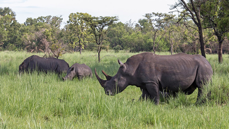 Witte Neushoorn in Uganda