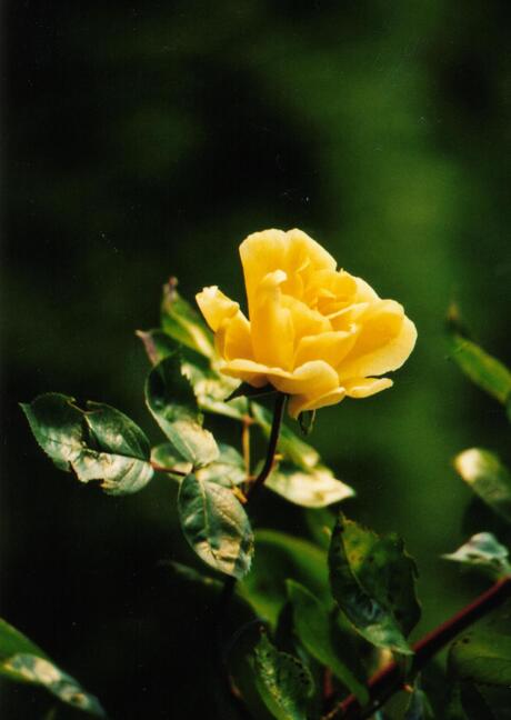 Yellow rose