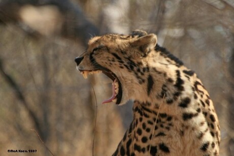 Kingcheetah (zéér zeldzaam)