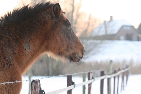 Paard in de kou