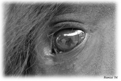 Horse's eye