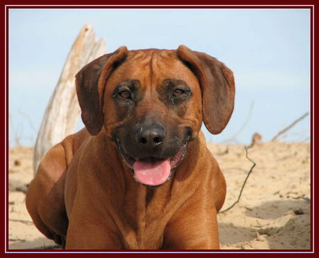 ridgeback of breedback