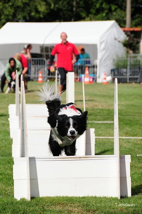 Flyball