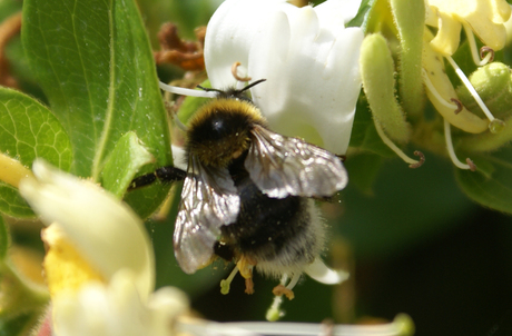 hommel