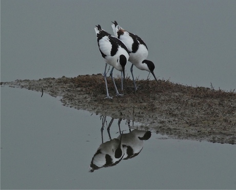 spiegelbeeld