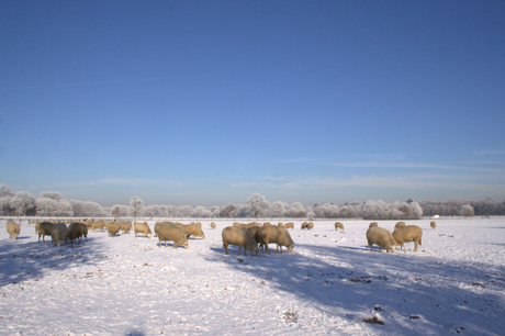 Nederland in het wit