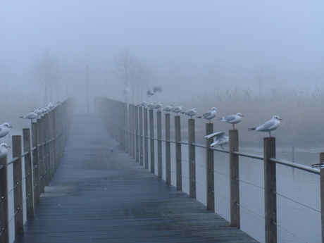 Gulls in Town (1)