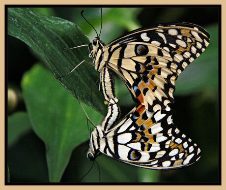 parende vlinders